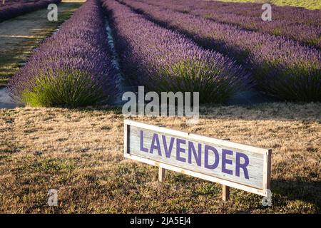 Campo di lavanda viola con lavanda Accedi Sequim, WA Foto Stock