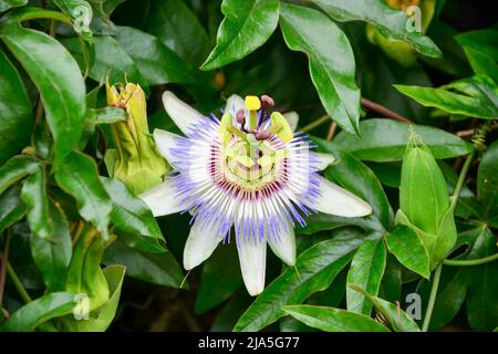 Passíflora caerulea fiore closeup vista Foto Stock