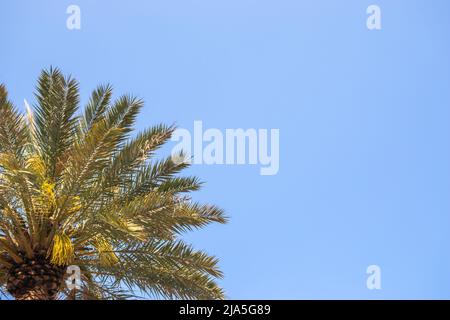 Albero di palma contro cielo blu esotico sfondo tropicale con spazio copia Foto Stock
