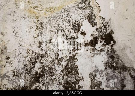 Muro con muffa nera. Fungo pericoloso che non è sicuro per la salute. Conseguenze di alta umidità in casa Foto Stock