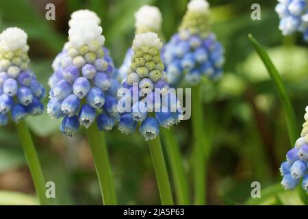 Montagna Lady Muscari. Fiori di primavera nel giardino. Foto Stock