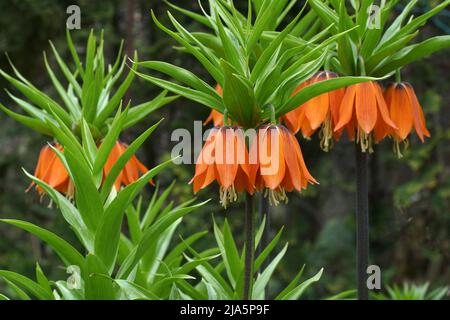 Piante da fiore Fritillaria imperialis nel giardino. Fritillaria imperialis (corona imperiale, fritillario imperiale o corona del Kaiser) Foto Stock