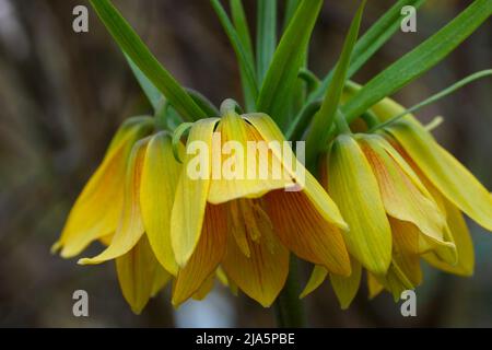 Rascal Vivaldi Fritillaria. Piante da fiore Fritillaria imperialis close-up. Foto Stock