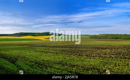 un campo di germogli di soia in primo piano, una vista panoramica dei campi di colza e verde e il cielo blu sopra i Foto Stock