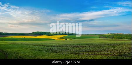 un campo di germogli in primo piano, campi di colza e verde e il cielo blu sopra Foto Stock