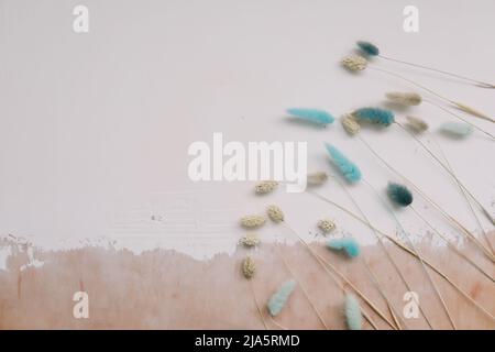 Fiore di coda di coniglio asciutto su sfondo bianco testurizzato. Foto Stock