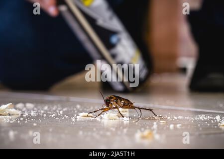 scarafaggi sporchi che camminano sul pavimento mangiando briciole di immondizia, insetto disgustoso all'interno, necessità di rilevamento Foto Stock