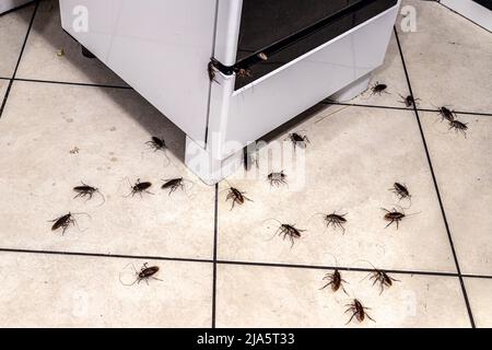 infestazione di scarafaggi in cucina, insetti sul pavimento sporco, mancanza di igiene e necessità di pulizia Foto Stock