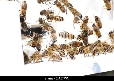 Le api da miele API mellifera all'ingresso del loro alveare. Braganca, Portogallo. Foto Stock