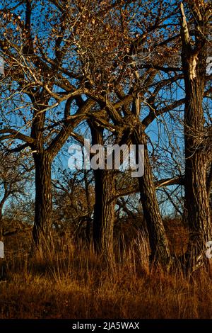 Alberi in autunno Yellw Colors, Canyon, Texas nel Panhandle vicino Amarillo, autunno f 2021. Foto Stock