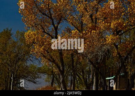 Alberi in autunno Yellw Colors, Canyon, Texas nel Panhandle vicino Amarillo, autunno f 2021. Foto Stock