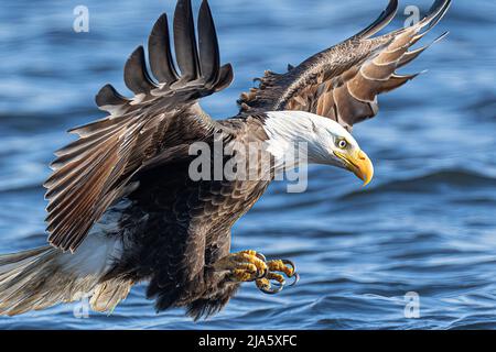 Un'aquila calva americana adulta fissa le sue viste su un pesce su un lago nello stato di Washington, U.S.A. l'uccello maestoso della preda fa i piedi di presa in primo luogo e decolli ad un albero vicino con il relativo premio. I loro taloni sono fino a 2 pollici di lunghezza e questi grandi rapaci cacciano attivamente tutto il giorno. Ci vuole 4,5yrs aquile per sviluppare questa caratteristica sfumatura con testa e coda bianca pura e corpo e gambe marroni spessi. Wade ha detto “” questa particolare aquila era così vicina a me che ho potuto vedere una ferita di anima tinged sulla sua testa, appena dietro il relativo occhio destro, possibilmente sostenuta durante un altercation medio-aria con Foto Stock