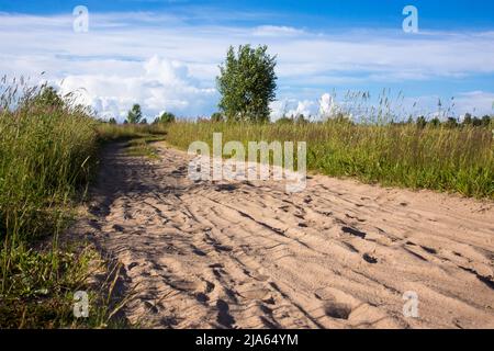 Trace dello zoccolo del cavallo sulla strada sabbiosa nei boschi Foto Stock