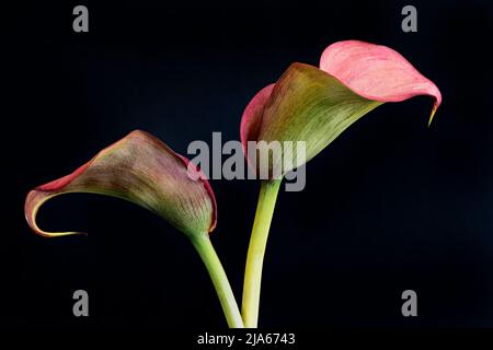 Un paio di fiori di calla Lily rossi incredibilmente belli, fotografati su uno sfondo nero Foto Stock