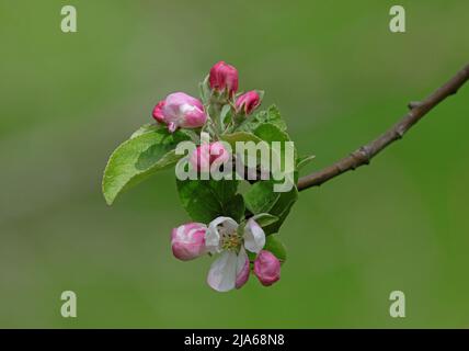 Fiori di mela sul ramoscello, isolati con sfondo verde Foto Stock