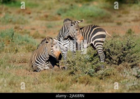 Capo zebre di montagna (Equus zebra) in habitat naturale, Mountain Zebra National Park, Sud Africa Foto Stock