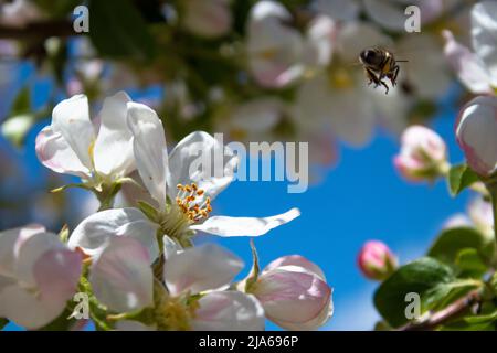 ape che vola su fiori Foto Stock