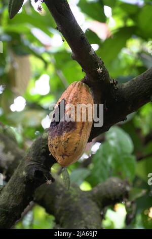 Teobroma cacao anche chiamato cocoagrown per i suoi semi commestibili, il cui nome scientifico significa “cibo degli dei”. Foto Stock