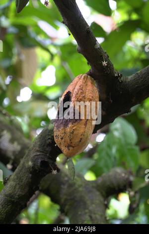 Teobroma cacao anche chiamato cocoagrown per i suoi semi commestibili, il cui nome scientifico significa “cibo degli dei”. Foto Stock