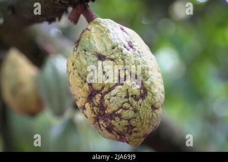 Teobroma cacao anche chiamato cocoagrown per i suoi semi commestibili, il cui nome scientifico significa “cibo degli dei”. Foto Stock