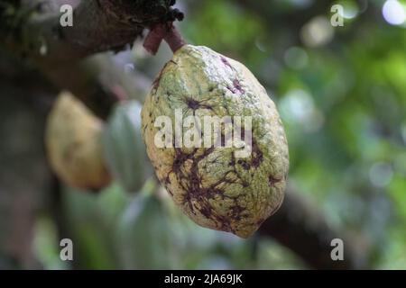 Teobroma cacao anche chiamato cocoagrown per i suoi semi commestibili, il cui nome scientifico significa “cibo degli dei”. Foto Stock