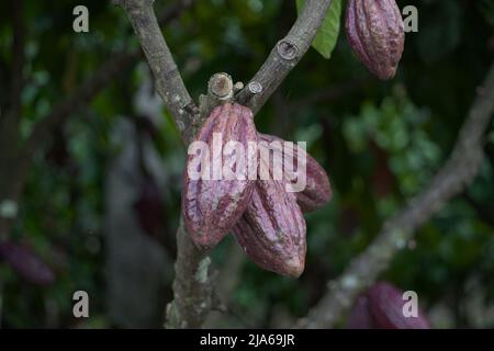 Teobroma cacao anche chiamato cocoagrown per i suoi semi commestibili, il cui nome scientifico significa “cibo degli dei”. Foto Stock