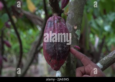 Teobroma cacao anche chiamato cocoagrown per i suoi semi commestibili, il cui nome scientifico significa “cibo degli dei”. Foto Stock