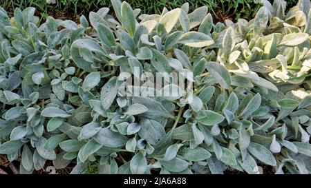 Bella pianta di copertura Stachys byzantina anche noto come agnelli orecchio, Woolly hedgenettle ecc naturale sfondo verde. Foto Stock