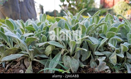 Bella pianta di copertura Stachys byzantina anche noto come agnelli orecchio, Woolly hedgenettle ecc naturale sfondo verde. Foto Stock