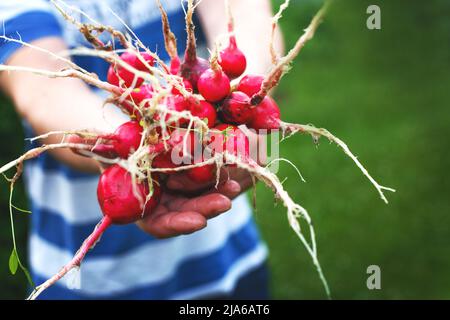 le mani dell'uomo trattengono il raccolto del ravanello strappato dal giardino Foto Stock