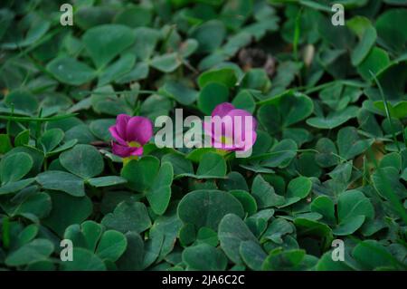 Oxalis purpurea su un prato a Porto Foto Stock