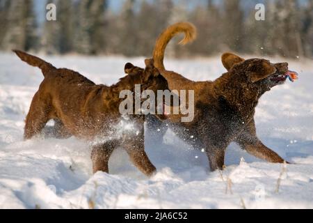 Due Chesapeake Bay Retriever in esecuzione, giocando insieme nella neve. Foto Stock