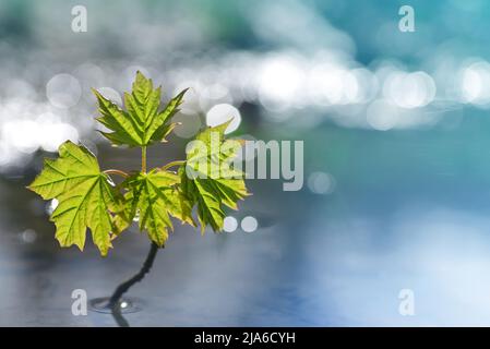 Albero giovane che cresce in pozzanghera d'acqua. Concetto di vita nuova. Foto Stock
