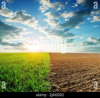 Grano verde e campo arato al tramonto. Tema agricoltura. Foto Stock