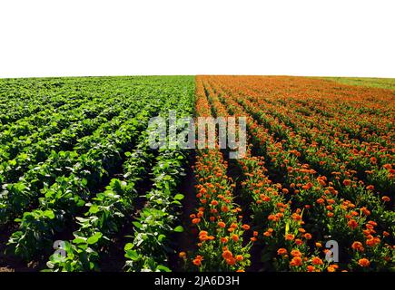 Pot Marigold (Calendula officinalis) e piante di soia su sfondo bianco. Foto Stock