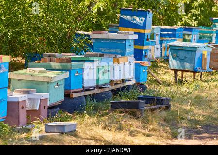 Casa Bee prova si trova in una fila di verde di alberi in giorno di sole. Indizi per api sono in una linea nel mezzo della foresta Foto Stock