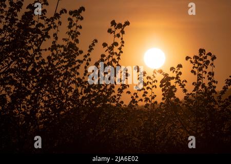 il sole tramonta attraverso il folto fogliame Foto Stock