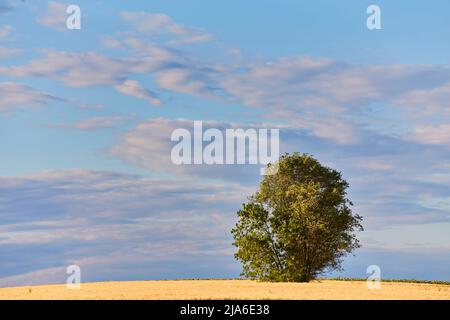 Oro grano volato panorama con albero, campagna rurale Foto Stock