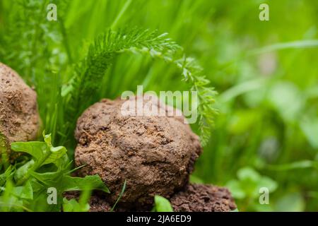 Giardinaggio guerriglia. Sfera di semi. Semi bombe su erba verde Foto Stock