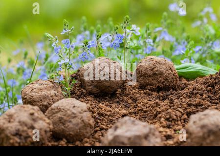 Giardinaggio guerriglia. Semi bombe fiore. Veronica Chamaedrys piante di fiori selvatici germoglianti da palla di seme. Semi bombe su suolo asciutto Foto Stock