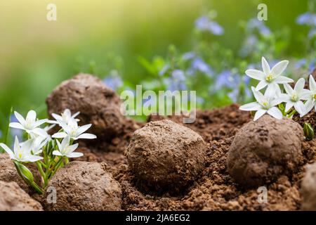 Giardinaggio guerriglia. Semi bombe fiore. Piante di fiore selvatiche germoglianti da sfera di seme. Semi bombe su suolo asciutto Foto Stock