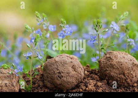 Giardinaggio guerriglia. Semi bombe fiore. Veronica Chamaedrys piante di fiori selvatici germoglianti da palla di seme. Semi bombe su suolo asciutto Foto Stock