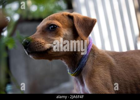 Ehi ragazzi! Spero che le mie immagini siano piacevoli. Condividi il mio profilo se ti piacciono le mie immagini. Foto Stock