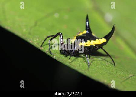 Ragno spinzoso per tessitori d'orb sulla foglia. Tambopata, Amazzonia Rainforest, Perù Foto Stock