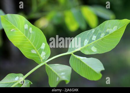 Acaro in foglie di noce, acaro in foglie di noce persiano (Aceria tristriatus, Eriophyes erineus), palline in foglie di noce Foto Stock