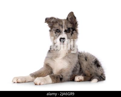 Adorabile cucciolo di cane blu merle Border Collie, che si stenderà lateralmente. Guardando verso la fotocamera con occhi marroni e naso nero a forma di cuore. Isolato su Foto Stock