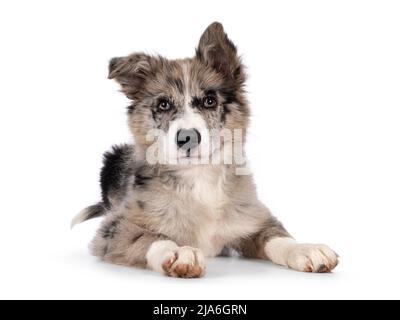 Adorabile cucciolo di cane blu merle Border Collie, che si stenderà di fronte. Guardando verso la fotocamera con occhi marroni e naso nero a forma di cuore. Isolato Foto Stock