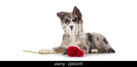 Adorabile cucciolo di cane blu merle Border Collie, adagiato lungo le vie laterali con rosa rossa tra le zampe. Guardando verso la fotocamera con occhi marroni e cuore sha Foto Stock