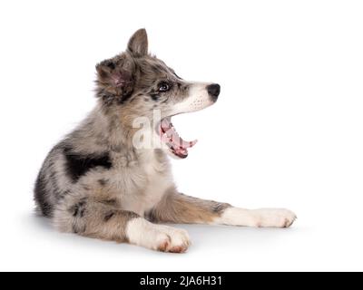 Adorabile cucciolo di cane blu merle Border Collie, che si stendono lungo le strade laterali yawning mostrando lingua e denti. Guardare lontano dalla fotocamera con occhi marroni e h Foto Stock