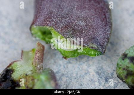 Lupino germinante danneggiato da Delia florilega - maggot di semi di fagiolo o maggot di rapa in un campo di fattoria in primavera. Foto Stock